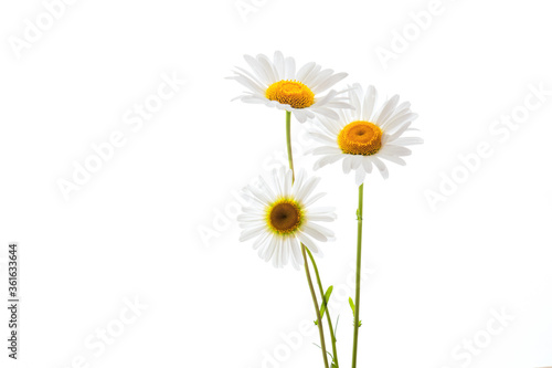 chamomiles on a white background close-up, medicinal camomile flowers isolate, yellow middle and white petals © Leka