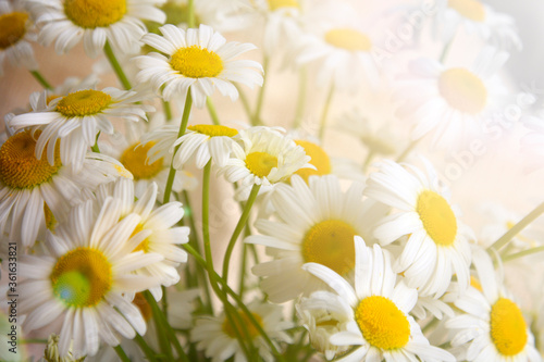 Bouquet of beautiful camomile. Summer bouquet