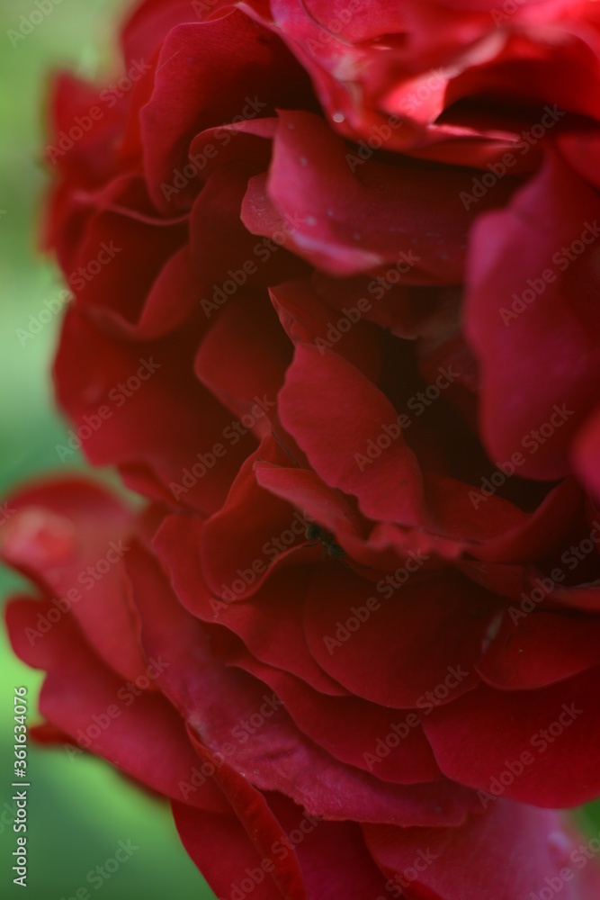 Beautiful bright red rose on a blurry green background
Beautiful bright red rose on a blurry green background