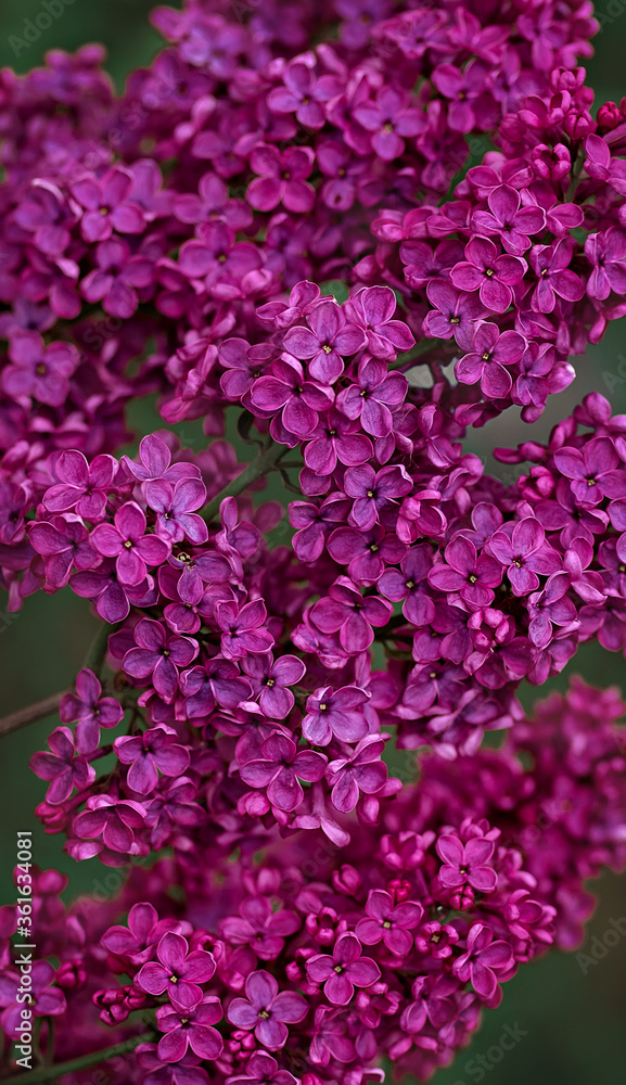 Fototapeta premium flower 