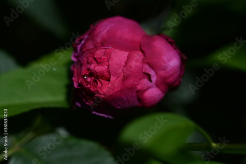 Wallpaper Mural A burgundy rose opens in an open-air garden
 Torontodigital.ca