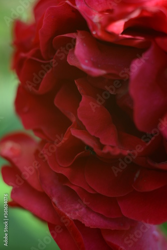 Beautiful bright red rose on a blurry green background 