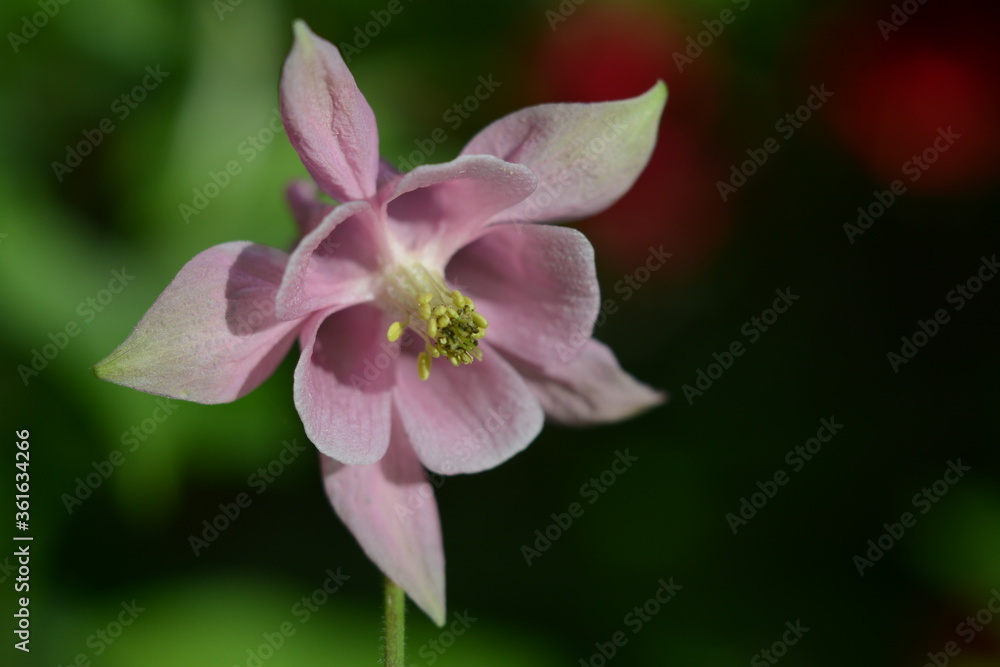 Close-up of pink aquilegia vulgaris flower on a blurry green background
Close-up of pink aquilegia vulgaris flower on a blurry green background