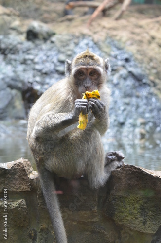 Baby monkey eating 