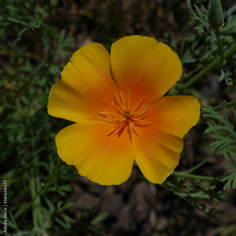 Gelbe Blüten Gelbe Blüten