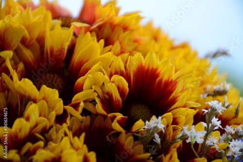 Close-up of a bouquet of yellow-burgundy gazania and decorative white little flowers © Olena