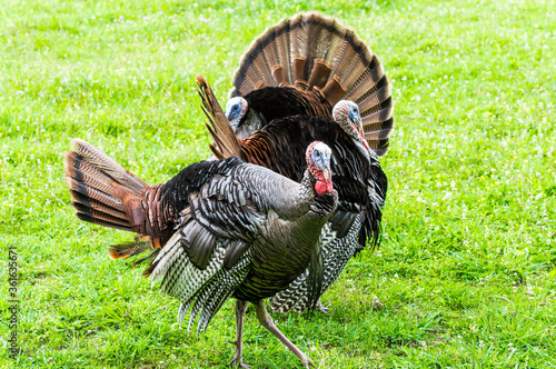 Three Turkeys Looking In Different Directions