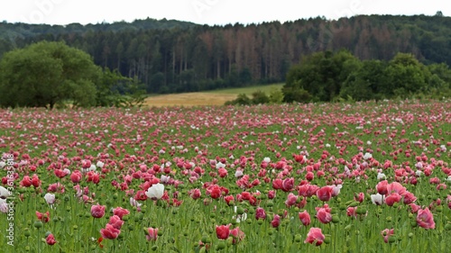 Schlafmohnblüte (Papaver somniferum) in Germerode am Meißner.