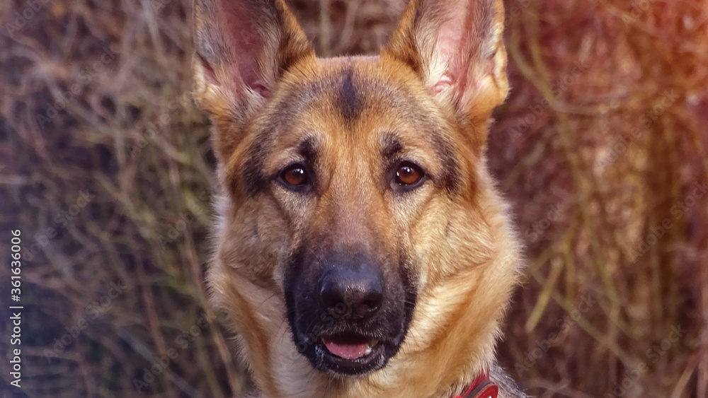 close up portrait of a german shepherd dog