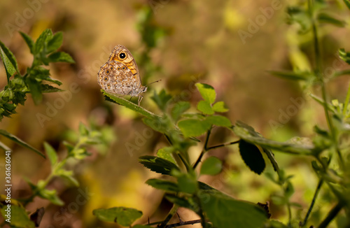 Little Brownworm butterfly / Lasiommata megera