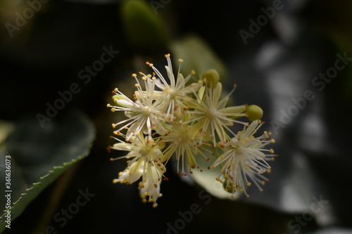 Yellow linden flowers close-up on a tree in summer