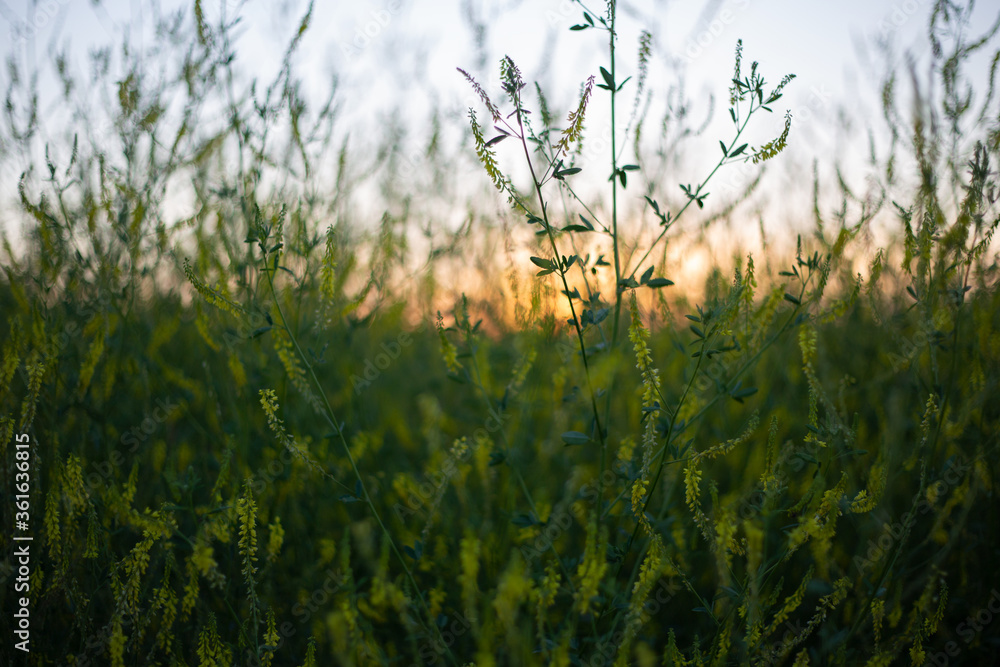 Fototapeta premium Grass Donnik-summer meadow grasses in the field