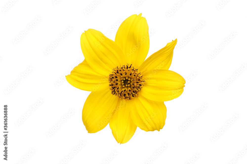 Yellow bidens flower Yellow bidens flower