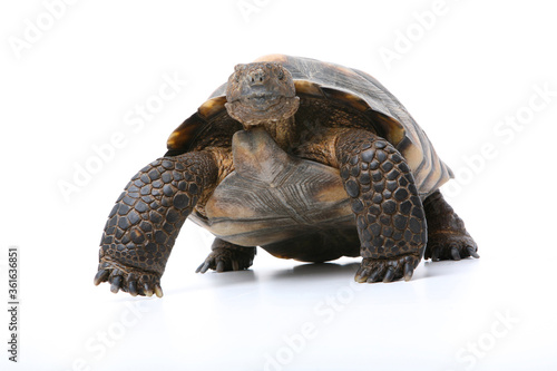 Desert Tortoise
