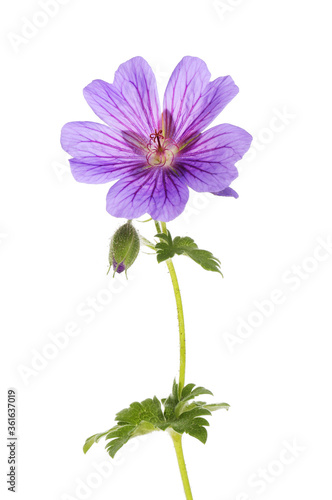 Geranium flower and foliage