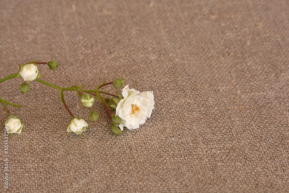 branch of small white roses on a linen background. Summer flowers branch of small white roses on a linen background. Summer flowers