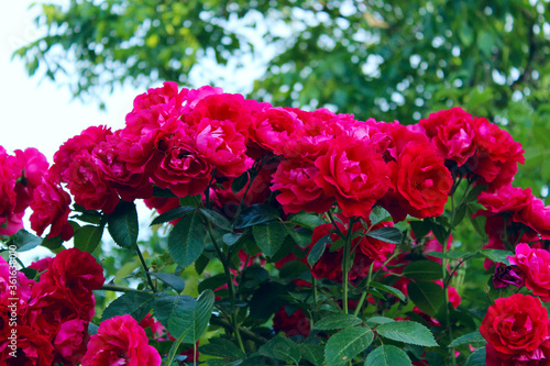 Blurry image of pink roses and green leaves. Pink flowers background. Botanical  nature  gardening concept.