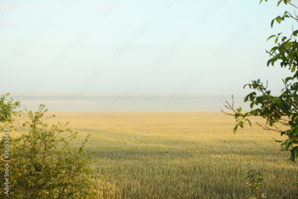 Wheat field. Beautiful summer morning. Summer nature Wheat field. Beautiful summer morning. Summer nature