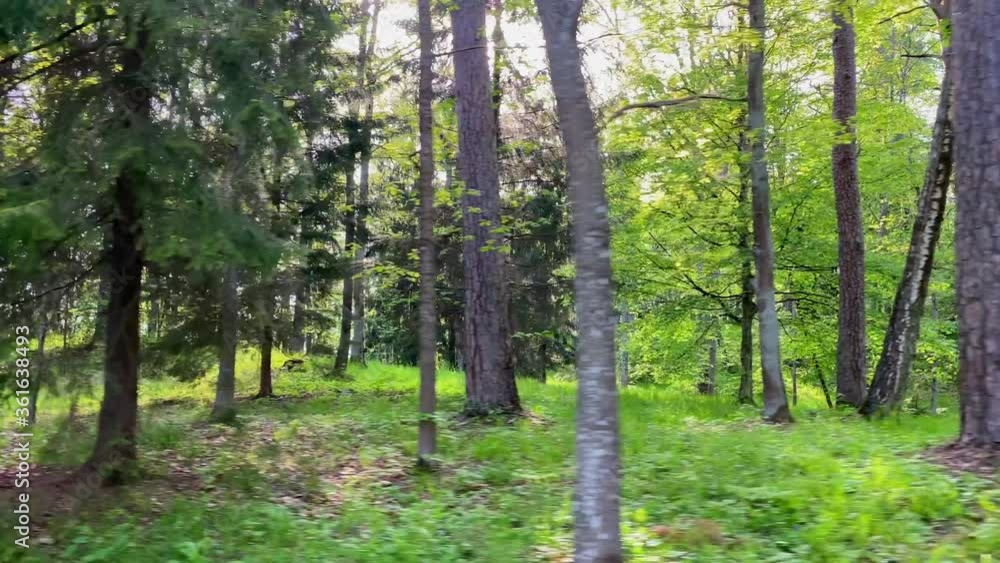 Spring green forest, blue flowers Spring green forest, blue flowers