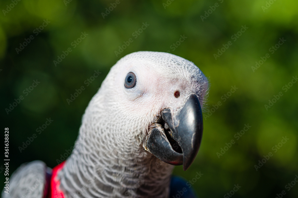 Fototapeta premium African Grey Parrot ,Psittacus erithacus