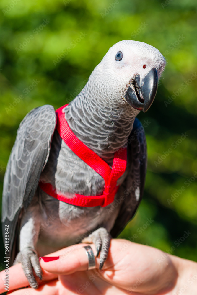 Obraz premium African Grey Parrot ,Psittacus erithacus