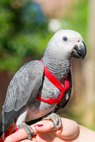 African Grey Parrot  Psittacus erithacus