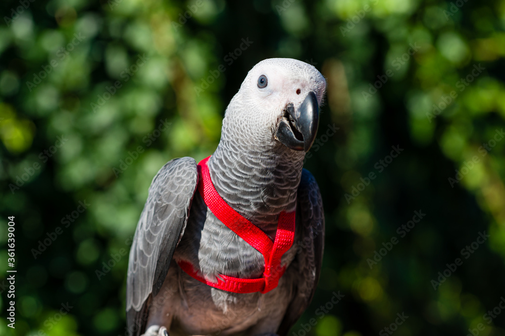 Fototapeta premium African Grey Parrot ,Psittacus erithacus
