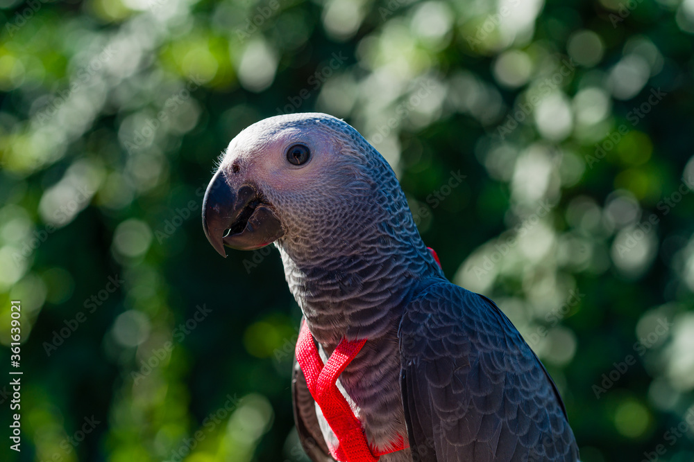 Obraz premium African Grey Parrot ,Psittacus erithacus