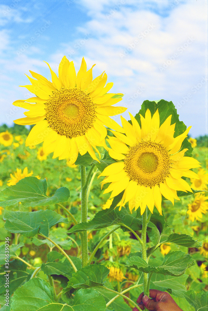 Sun Flowers,Helianthus annuus, grown as a crop for its edible oil and edible fruits Sun Flowers,Helianthus annuus, grown as a crop for its edible oil and edible fruits