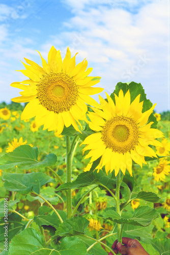 Sun Flowers Helianthus annuus  grown as a crop for its edible oil and edible fruits