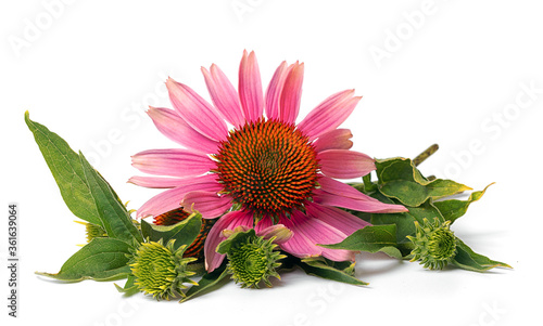 flower of medicinal echinacea plant on white background