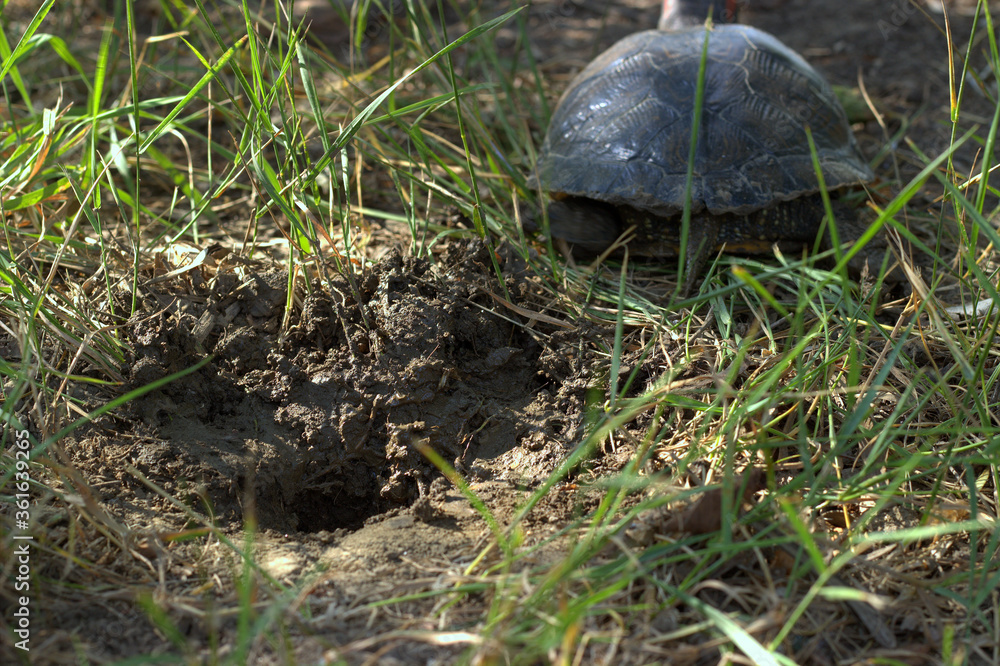 The red-headed turtle leaves the nest for laying eggs
The red-headed turtle leaves the nest for laying eggs