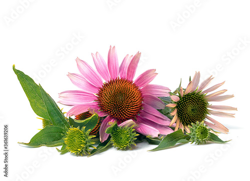 flower of medicinal echinacea plant on white background
