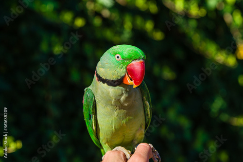 beautiful Alexandrine Parakeet parrot (Psittacula eupatria)