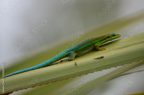 Colorful gecko