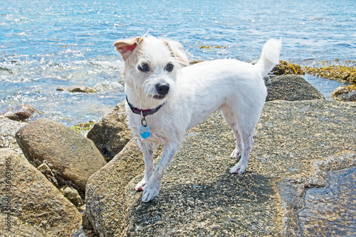 A small dog, a Jack Russell mix, stands on a rock with Buzzards Bay in Fairhaven, Massachusetts, in the background.