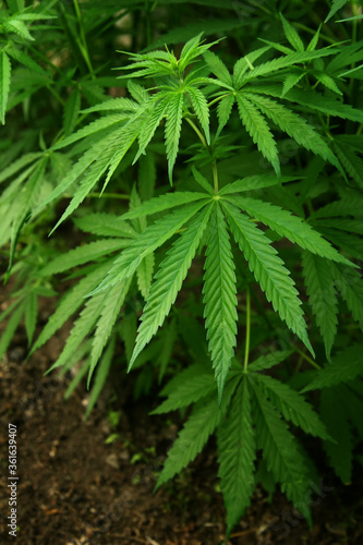 Marijuana leaves. Bush cannabis on blurred background. Marihuana plants close up.