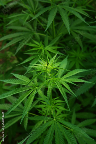 Marijuana leaves. Bush cannabis on blurred background. Marihuana plants close up.