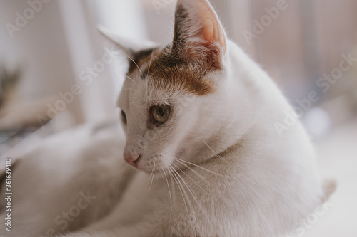 beautiful cute little white-red cat closeup