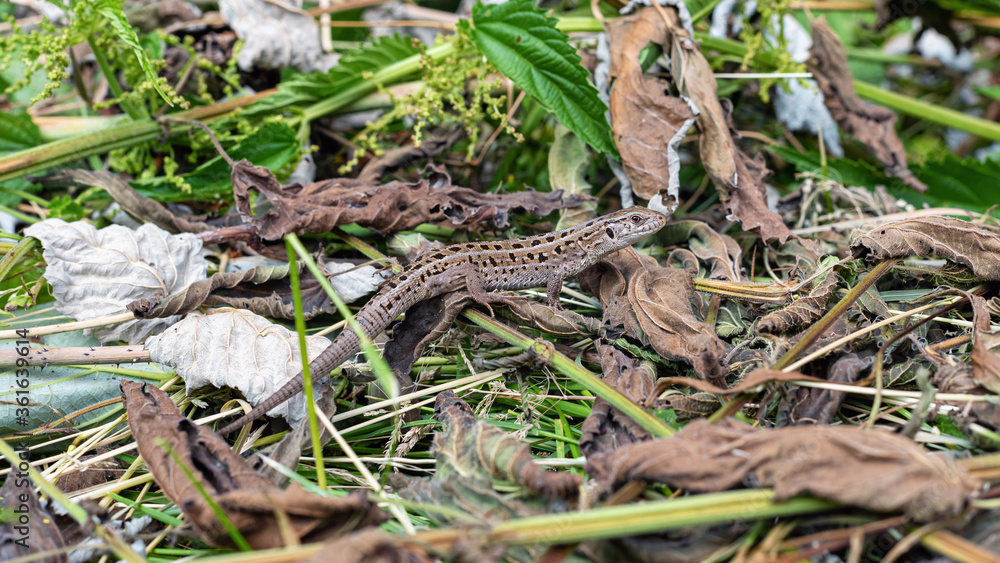 Lizard among the dry leaves in the forest. Lizard among the dry leaves in the forest.