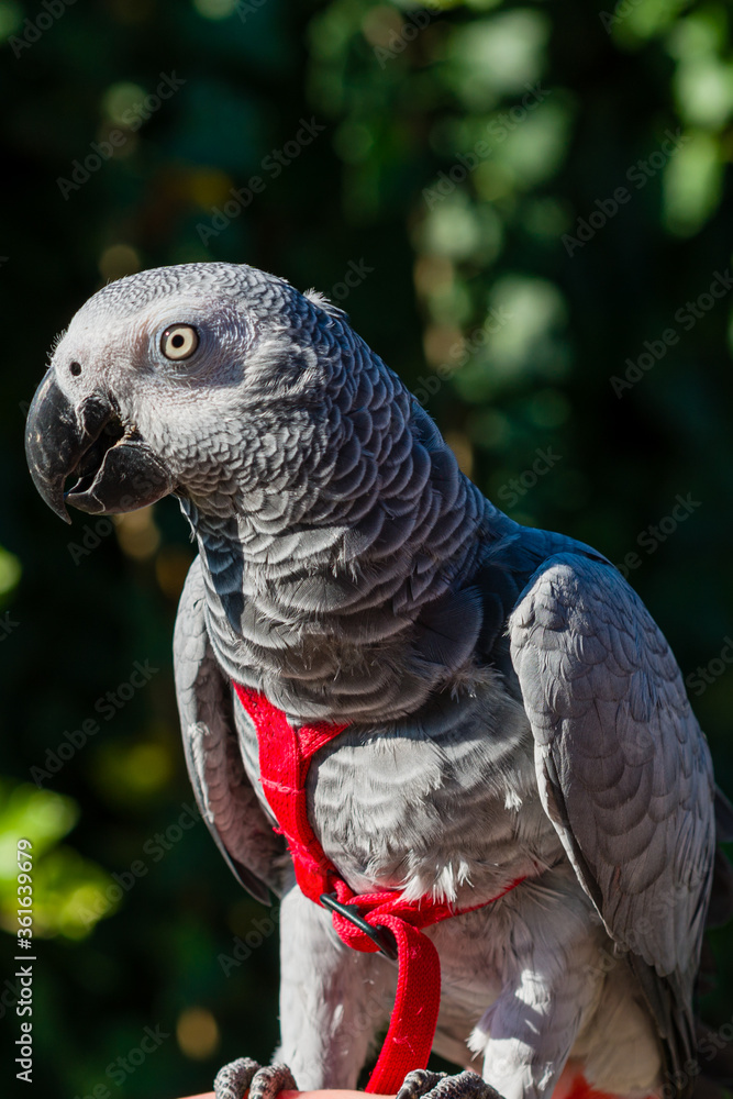 Obraz premium African Grey Parrot ,Psittacus erithacus