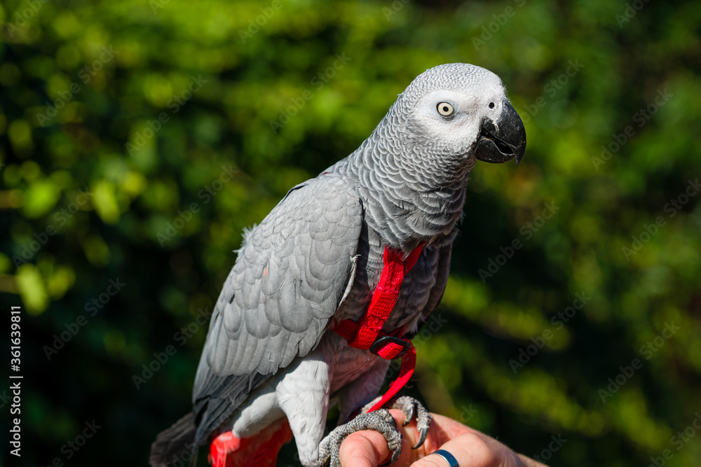 Obraz premium African Grey Parrot ,Psittacus erithacus