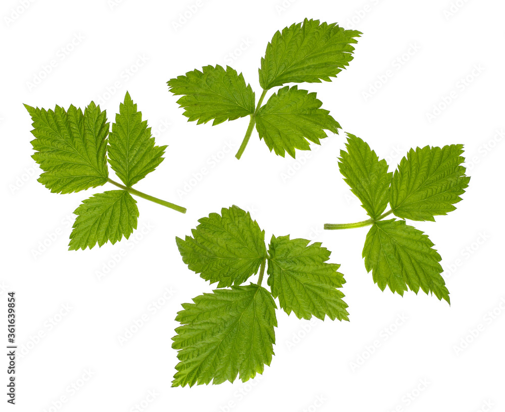 Raspberry leaves isolated on white background Raspberry leaves isolated on white background