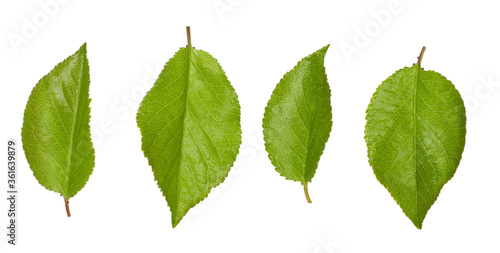 Cherry leaves isolated on white background