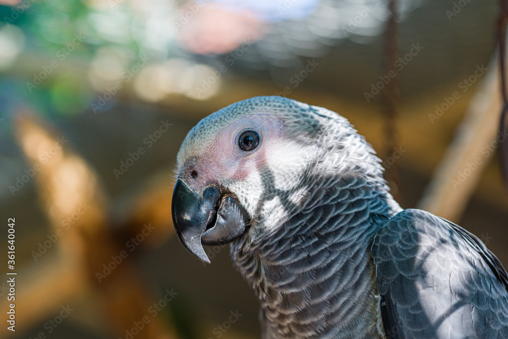 Obraz premium African Grey Parrot ,Psittacus erithacus