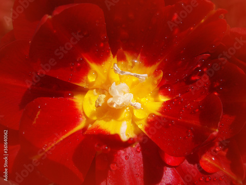 Red peony tulip photo