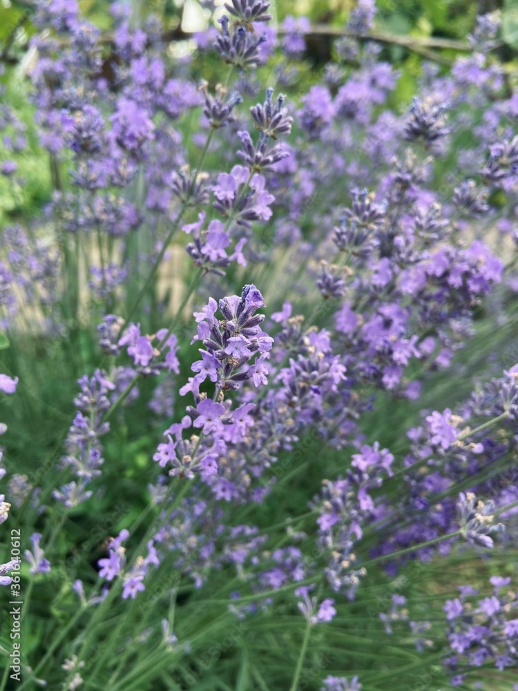 
Beautiful blooming lavender bush blooming in the garden