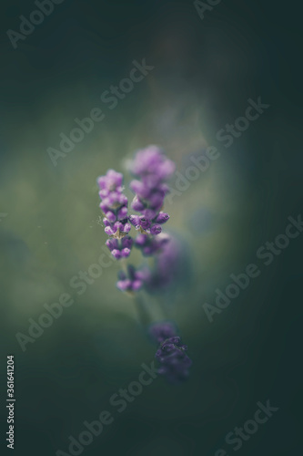 lavender flowers in the garden on green background
