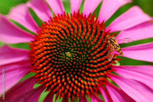 echinacea