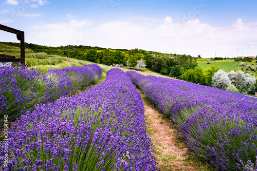 Rows of lavender flowers in a lavender field in the hungarian countryside